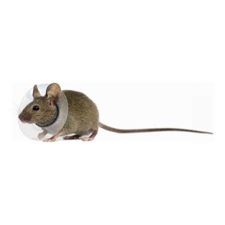 Elizabethaanse halsband voor knaagdieren KVP Transparant 2.5-3.2 cm