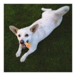 Snack voor honden Nothin to Hide Bot Kip Ringen 12 Stuks