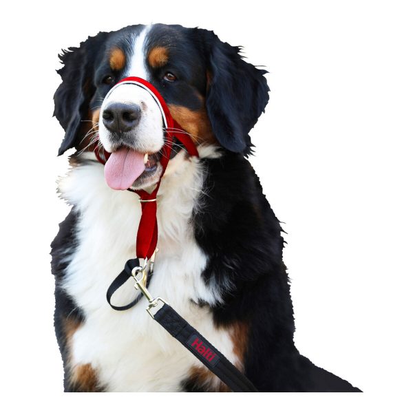 Trainingshalsbanden voor honden Company of Animals Halti Muilkorf (46-62 cm)