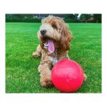 Hondenspeelgoed Company of Animals Boomer Blauw (250mm)