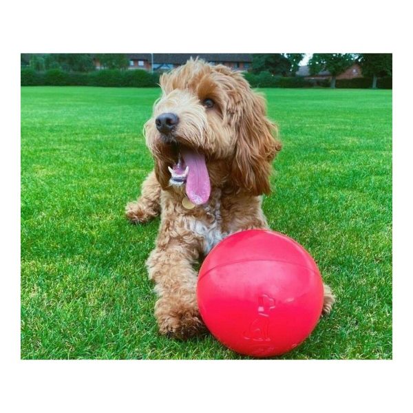 Hondenspeelgoed Company of Animals Boomer Blauw (250mm)