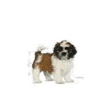 Voer Royal Canin Shih Tzu Puppy Puppy/junior Plantaardig 500 g