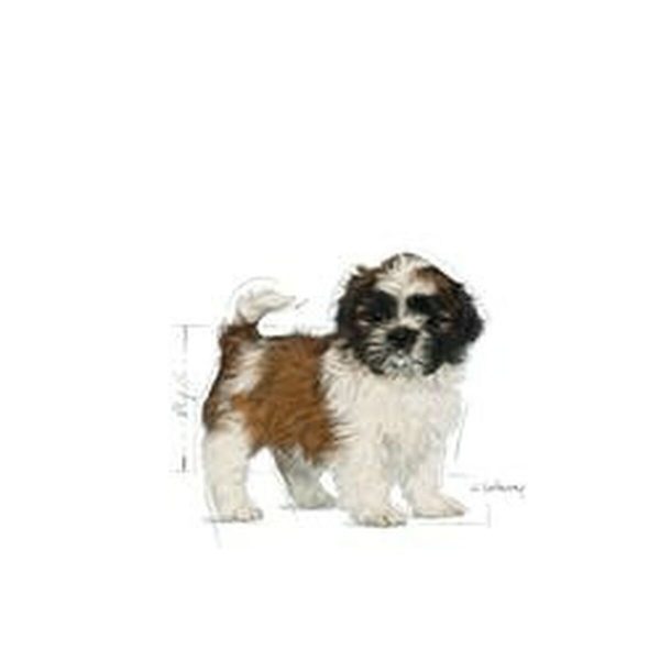 Voer Royal Canin Shih Tzu Puppy Puppy/junior Plantaardig 500 g