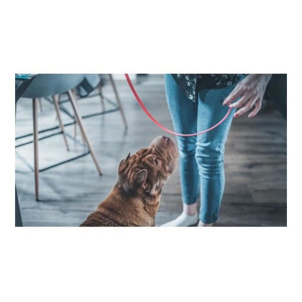 Anti-parasite collar Vetocanis Hond Groot