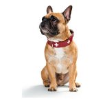 Hondenhalsband Hunter Swiss Rood/Zwart 30-34.5 cm