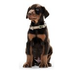 Hondenhalsband Hunter Alu-Strong Bruin Maat S (30-45 cm)