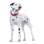 Hondenhalsband Hunter Neopren Vario Fuchsia (30-35 cm)