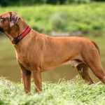 Hondenhalsband Hunter Neopren Vario Rood