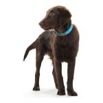 Hondenhalsband Hunter Convenience Turkoois (42-50 cm)