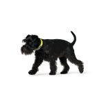 Hondenhalsband Hunter Convenience 53-61 cm L/XL Geel