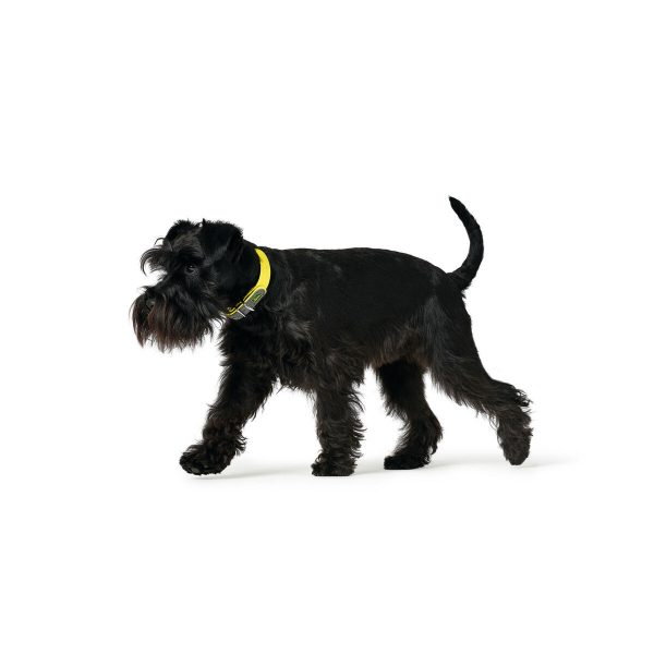 Hondenhalsband Hunter Convenience 53-61 cm L/XL Geel