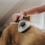 Rugkammen borstel Hunter Zelfreinigend