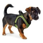 Hondentuigje Hunter Hilo-Comfort Maat S Limoen (42-48 cm)