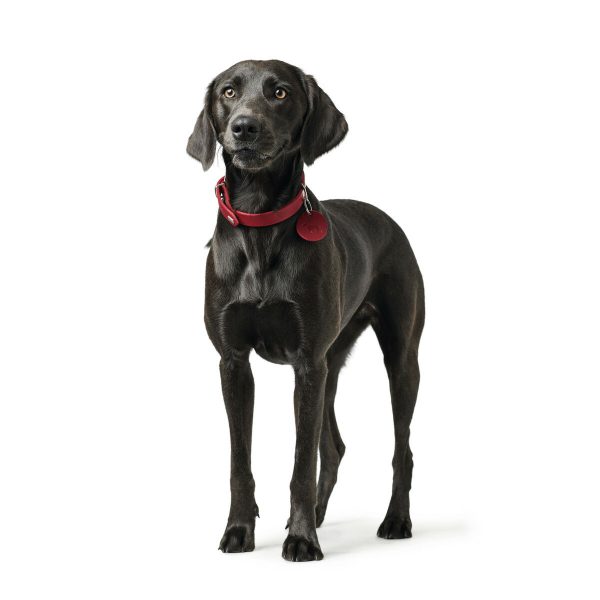 Hondenhalsband Hunter Aalborg Rood L 45-55 cm