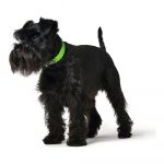 Hondenhalsband Hunter Convenience Maat S Groen (28-36 cm)
