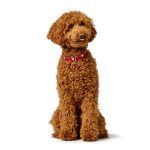 Hondenhalsband Hunter Love Rood S/M 38-44 cm