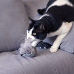 Kattenspeeltje Star Wars Grijs PET