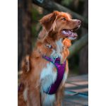 Hondentuigje Red Dingo Dingo 38-58 cm 46-63 cm Paars M
