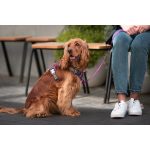 Hondentuigje Red Dingo Dingo 38-58 cm 46-63 cm Paars M