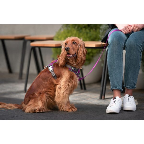 Hondentuigje Red Dingo Dingo 38-58 cm 46-63 cm Paars M